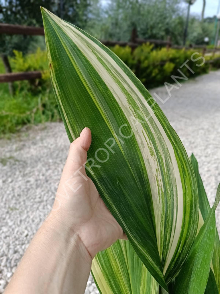 Aspidistra elatior variegata