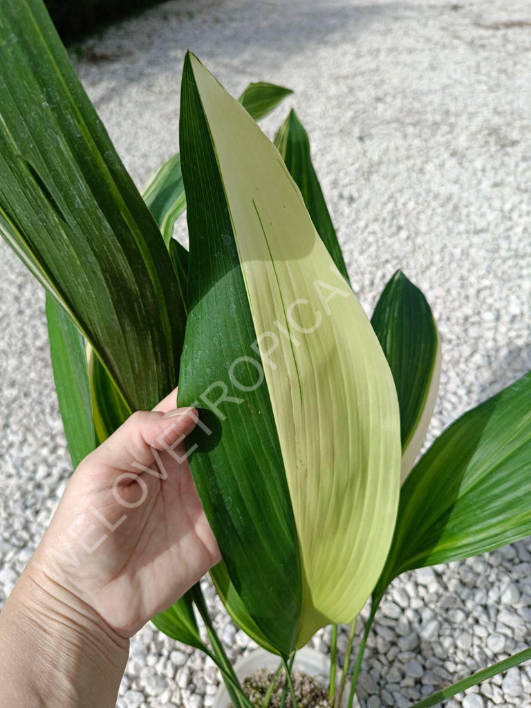 Aspidistra elatior variegata