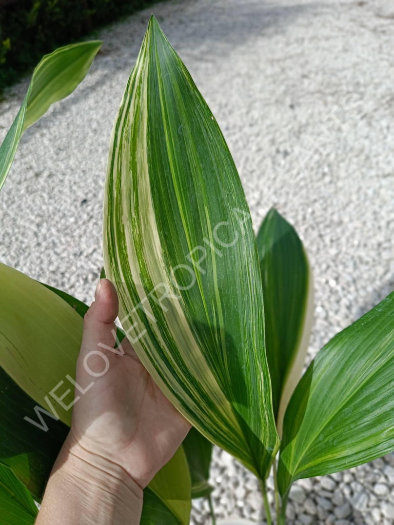 Aspidistra elatior variegata