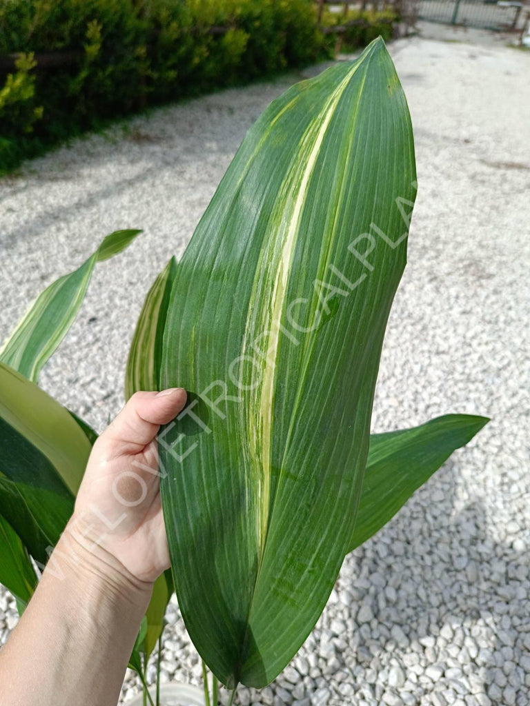 Aspidistra elatior variegata