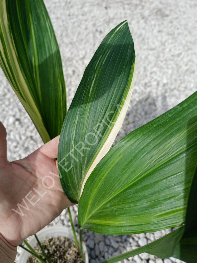 Aspidistra elatior variegata