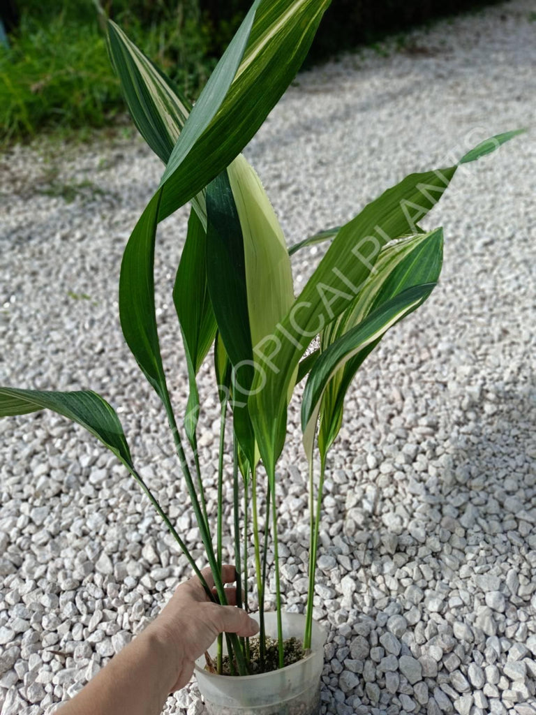 Aspidistra elatior variegata