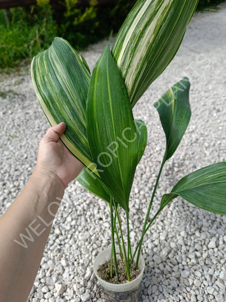 Aspidistra elatior variegata