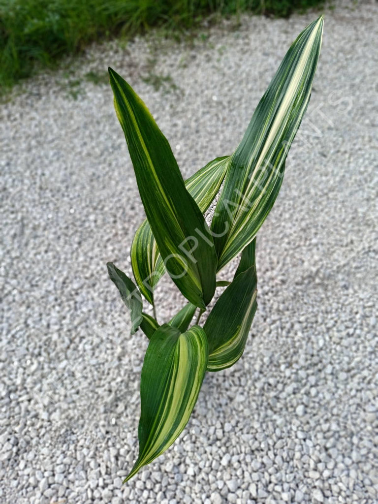 Aspidistra elatior variegata