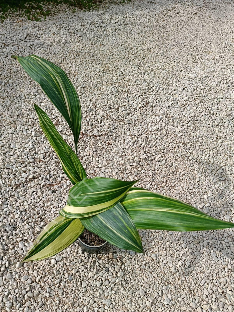 Aspidistra elatior variegata