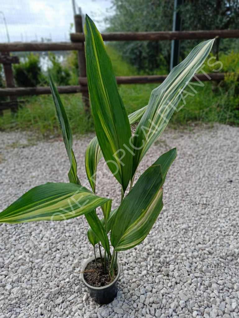 Aspidistra elatior variegata