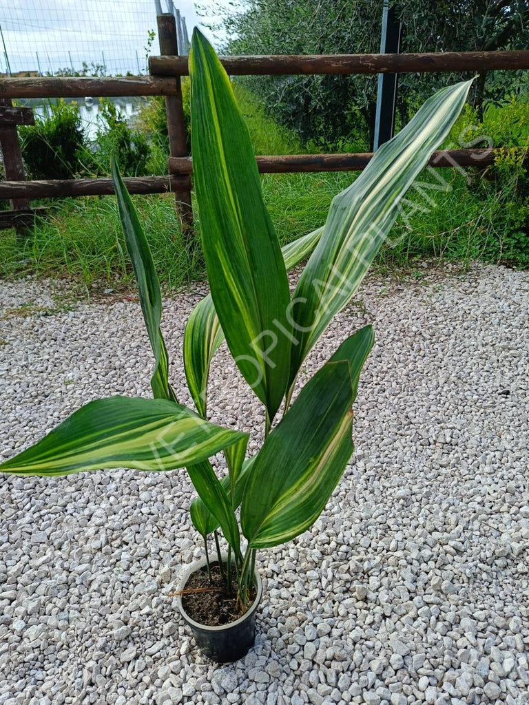 Aspidistra elatior variegata