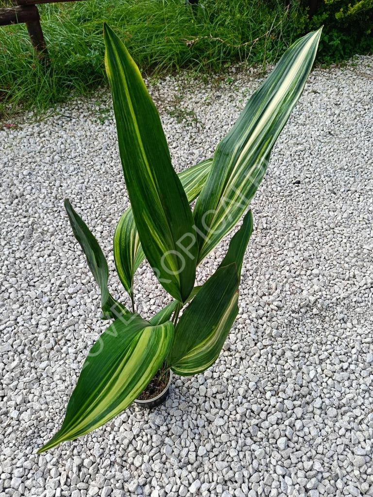 Aspidistra elatior variegata