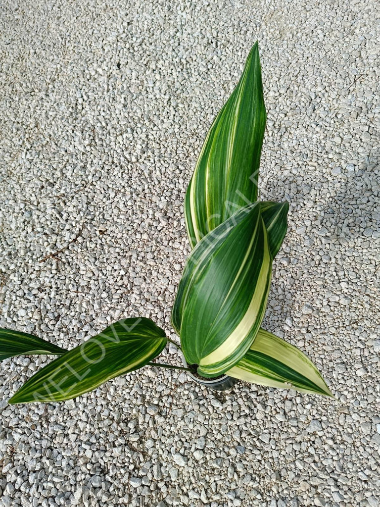 Aspidistra elatior variegata