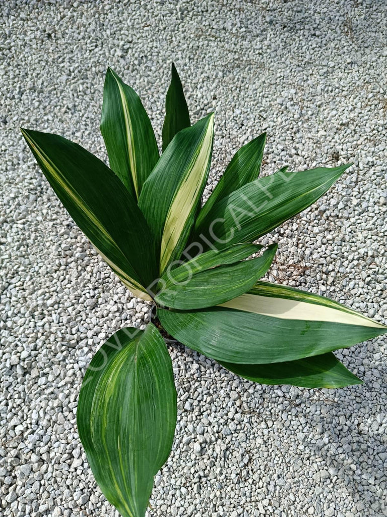 Aspidistra elatior variegata