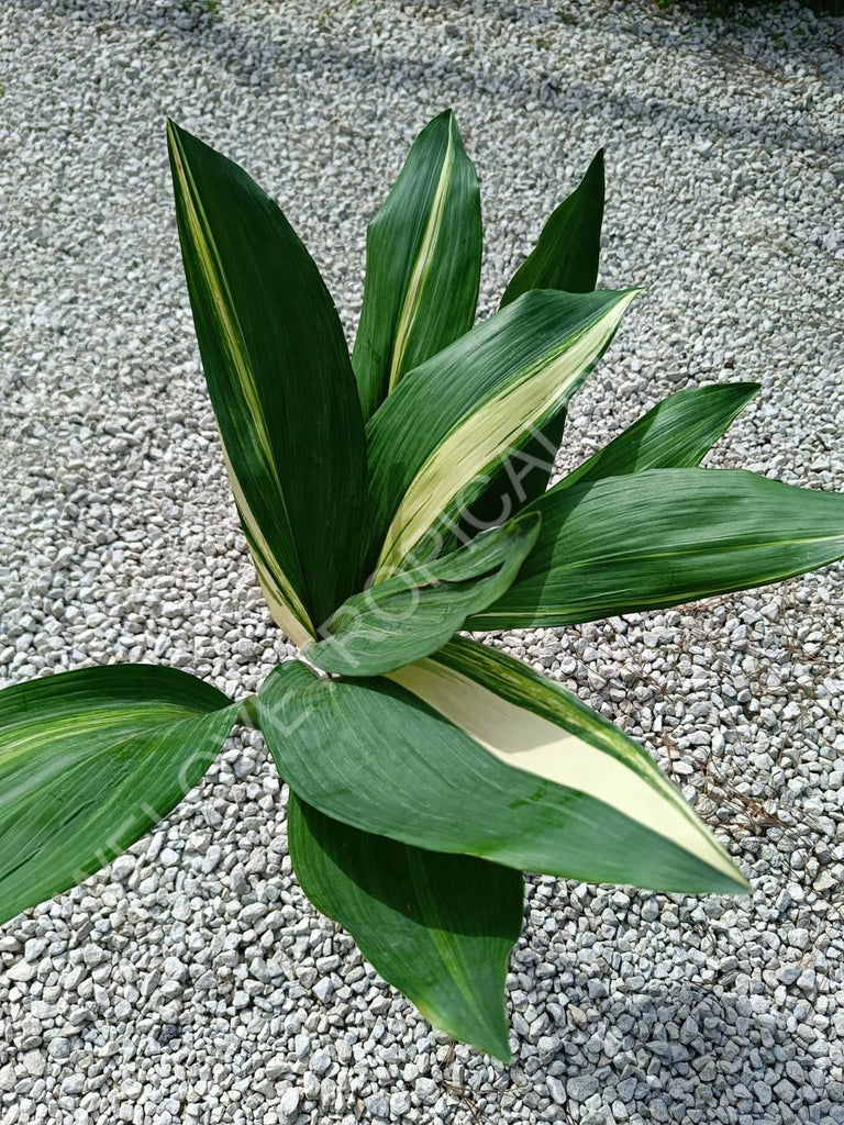 Aspidistra elatior variegata