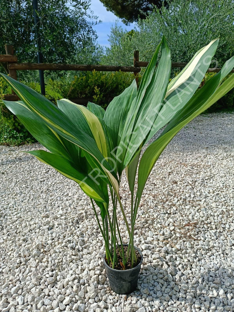 Aspidistra elatior variegata