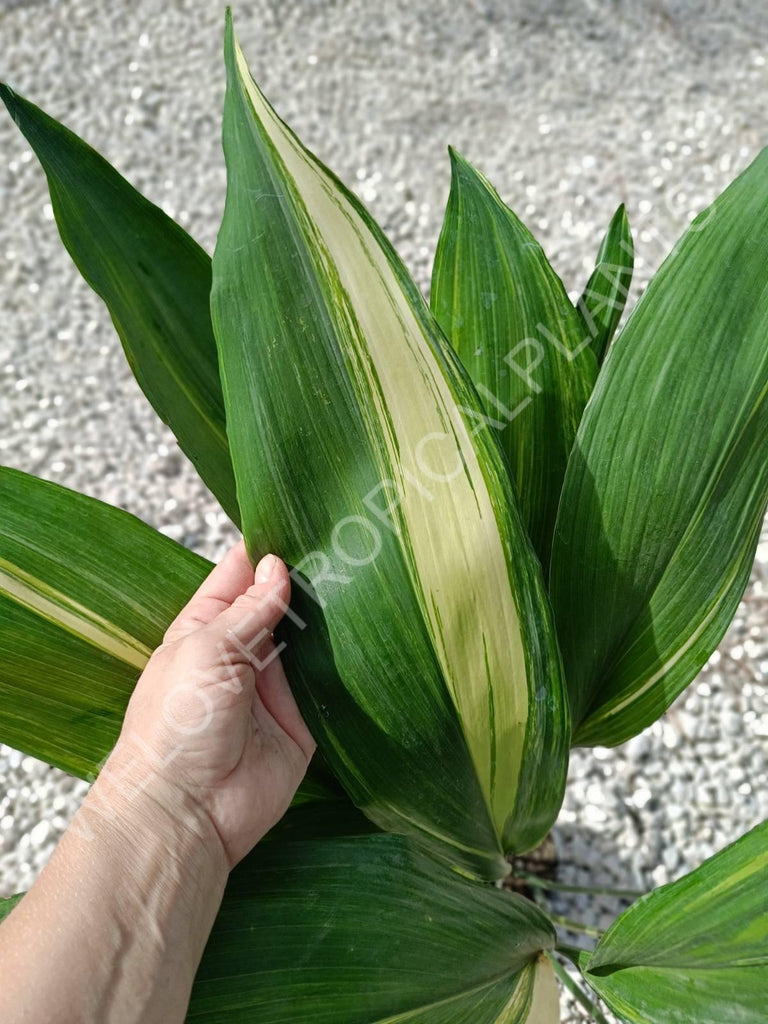 Aspidistra elatior variegata