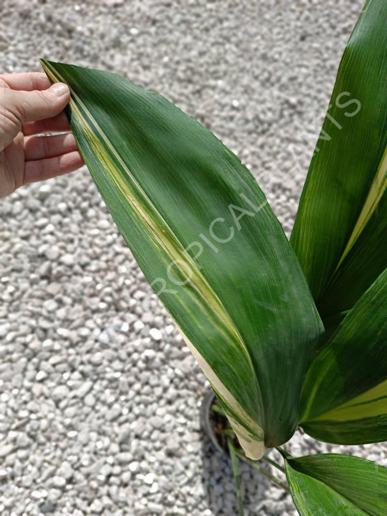 Aspidistra elatior variegata