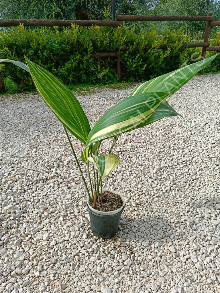 Aspidistra elatior variegata