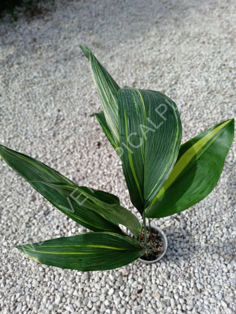 Aspidistra elatior variegata