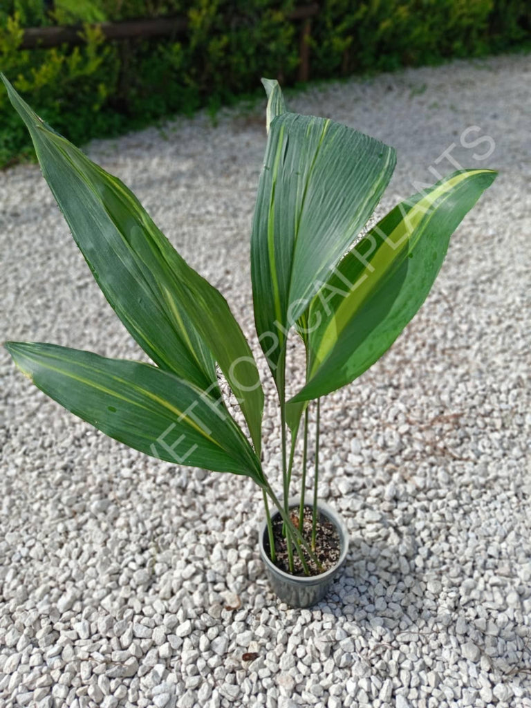 Aspidistra elatior variegata