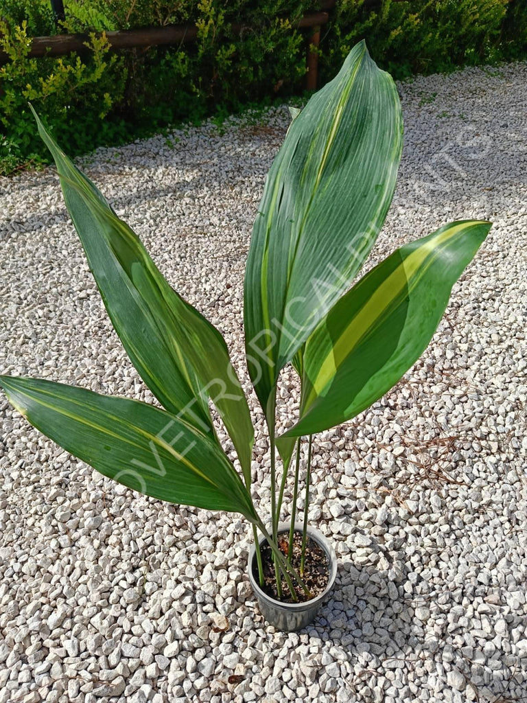 Aspidistra elatior variegata