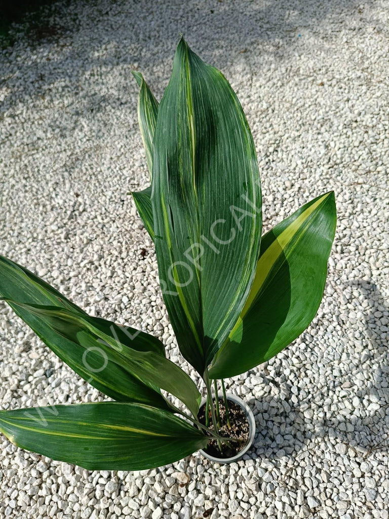 Aspidistra elatior variegata