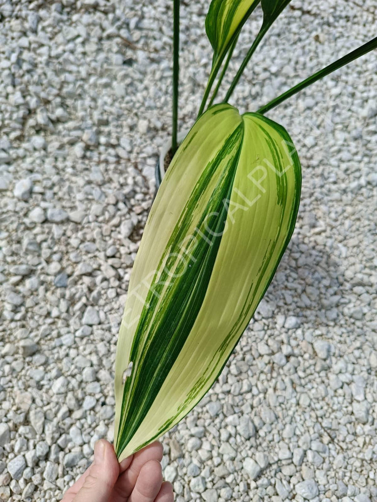 Aspidistra elatior variegata