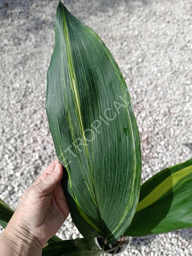 Aspidistra elatior variegata