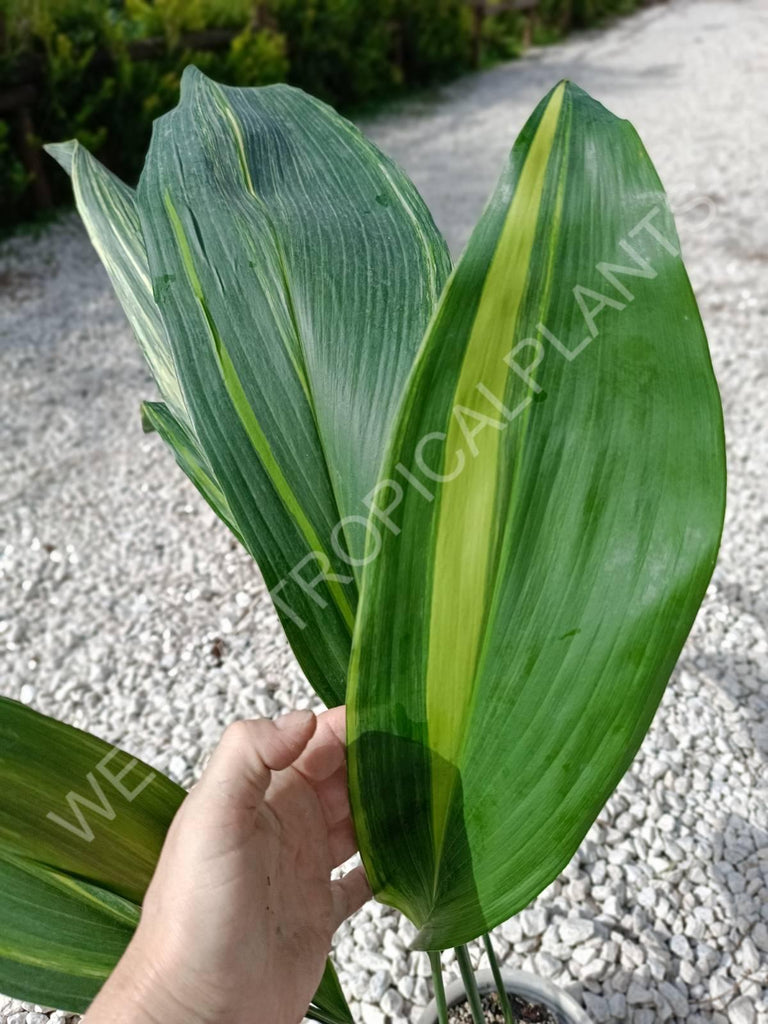 Aspidistra elatior variegata