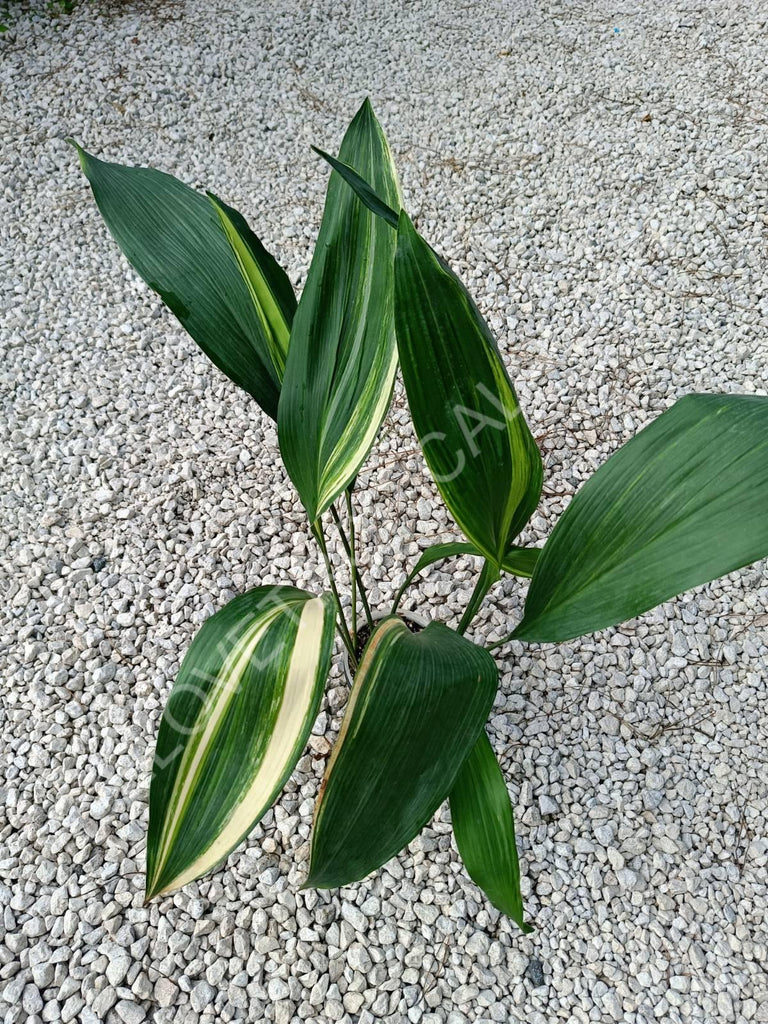 Aspidistra elatior variegata