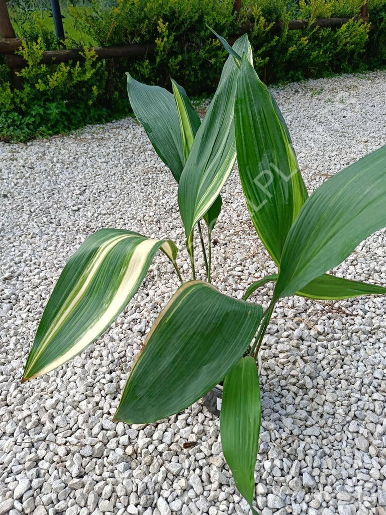 Aspidistra elatior variegata