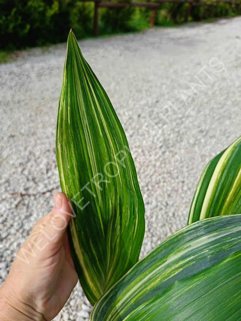 Aspidistra elatior variegata