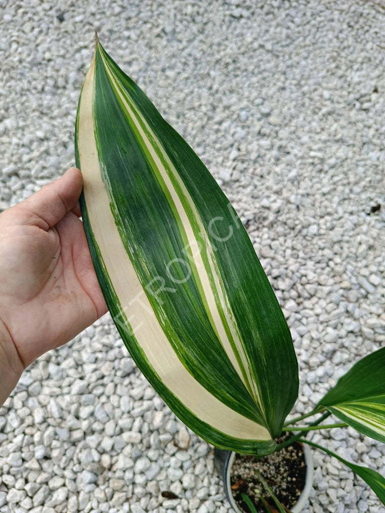 Aspidistra elatior variegata