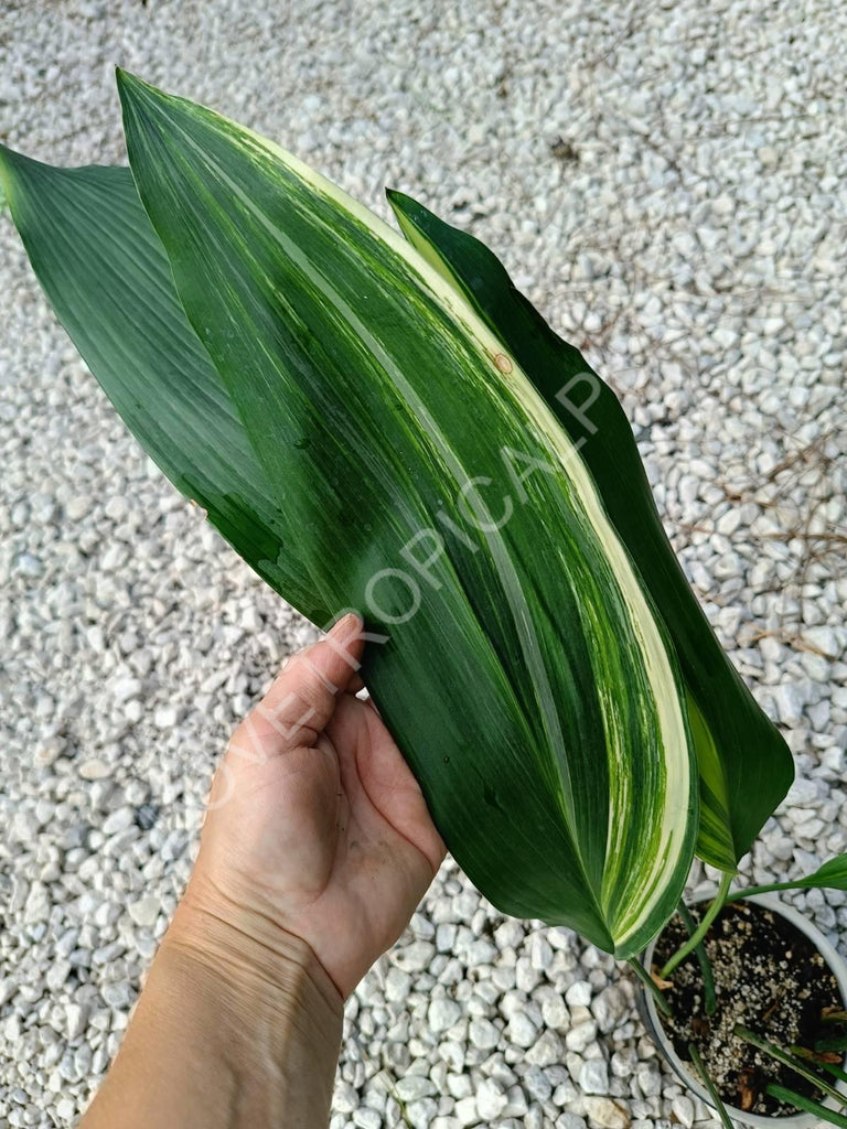 Aspidistra elatior variegata