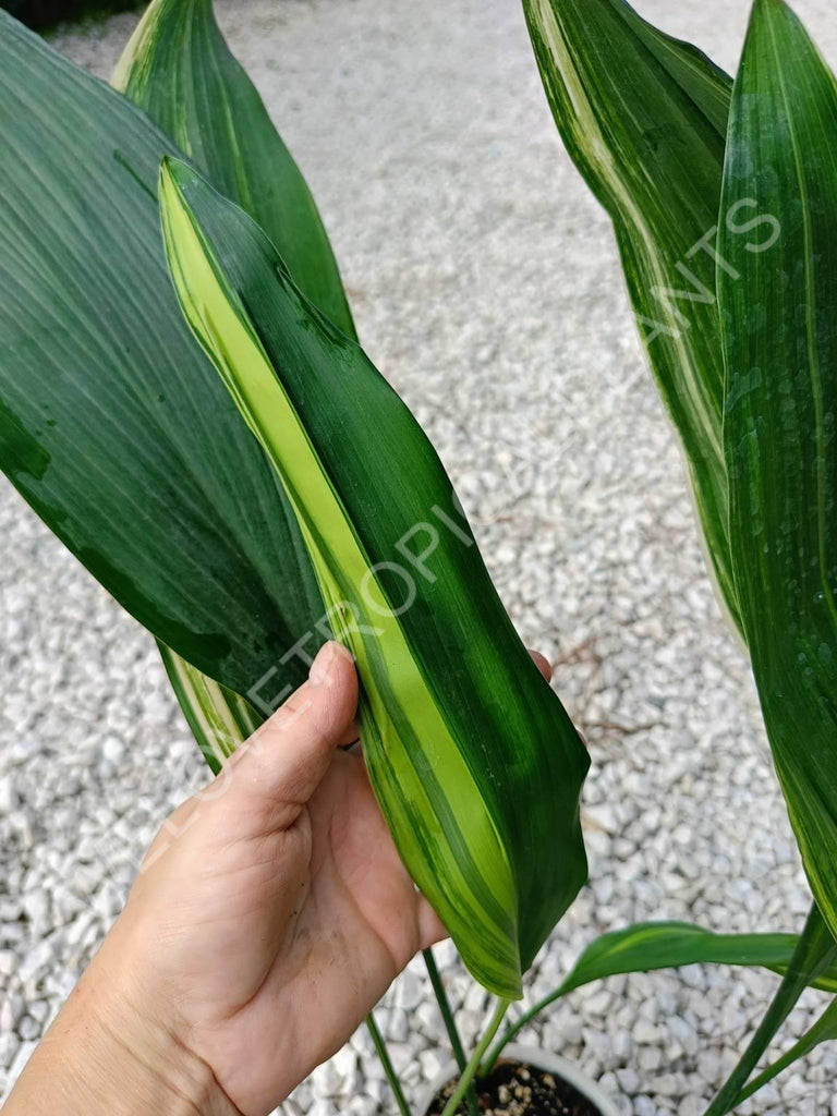 Aspidistra elatior variegata