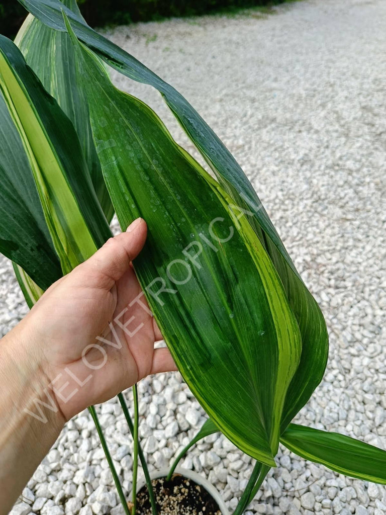 Aspidistra elatior variegata