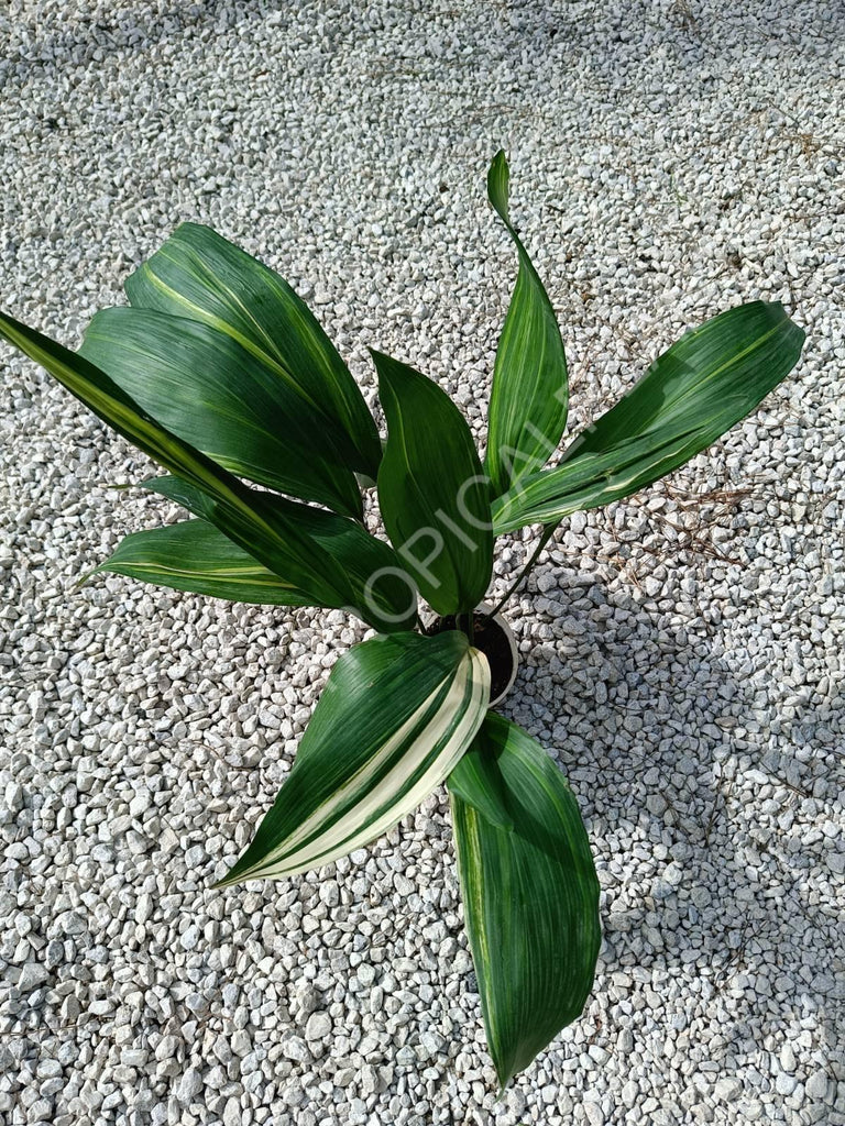 Aspidistra elatior variegata