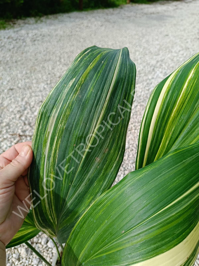 Aspidistra elatior variegata