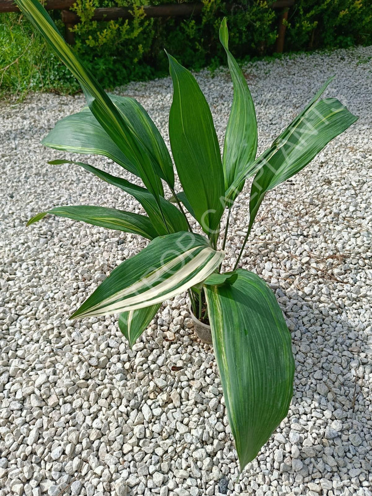 Aspidistra elatior variegata