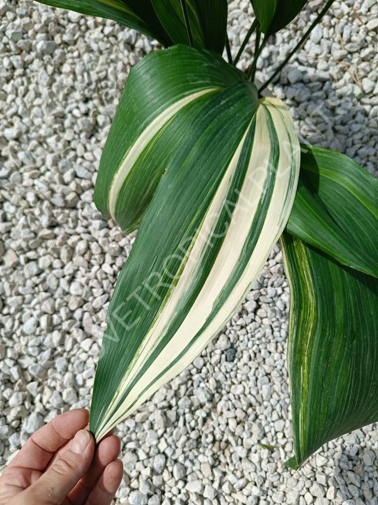 Aspidistra elatior variegata