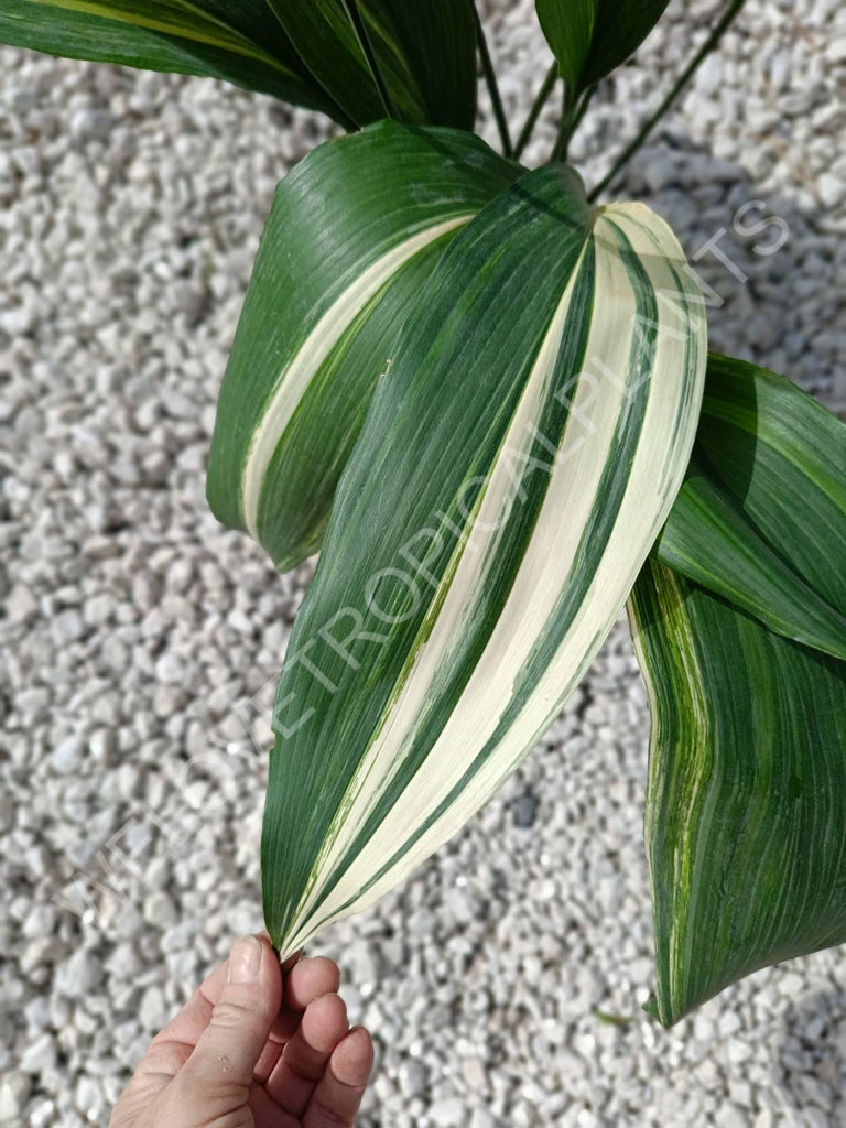 Aspidistra elatior variegata