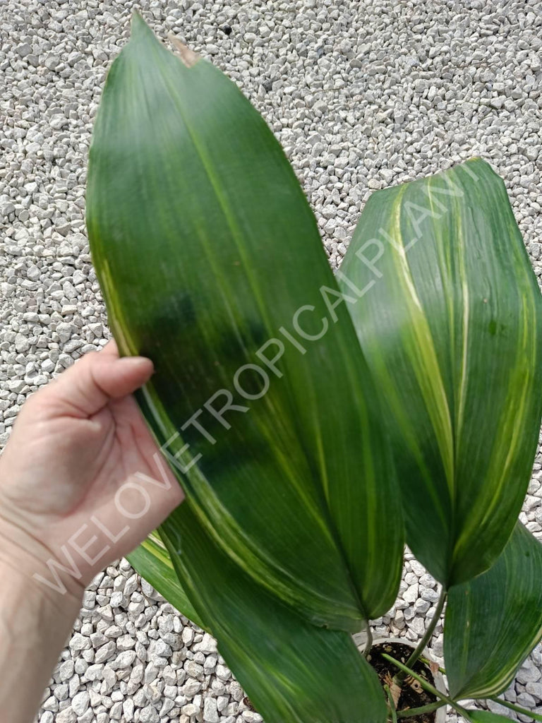 Aspidistra elatior variegata