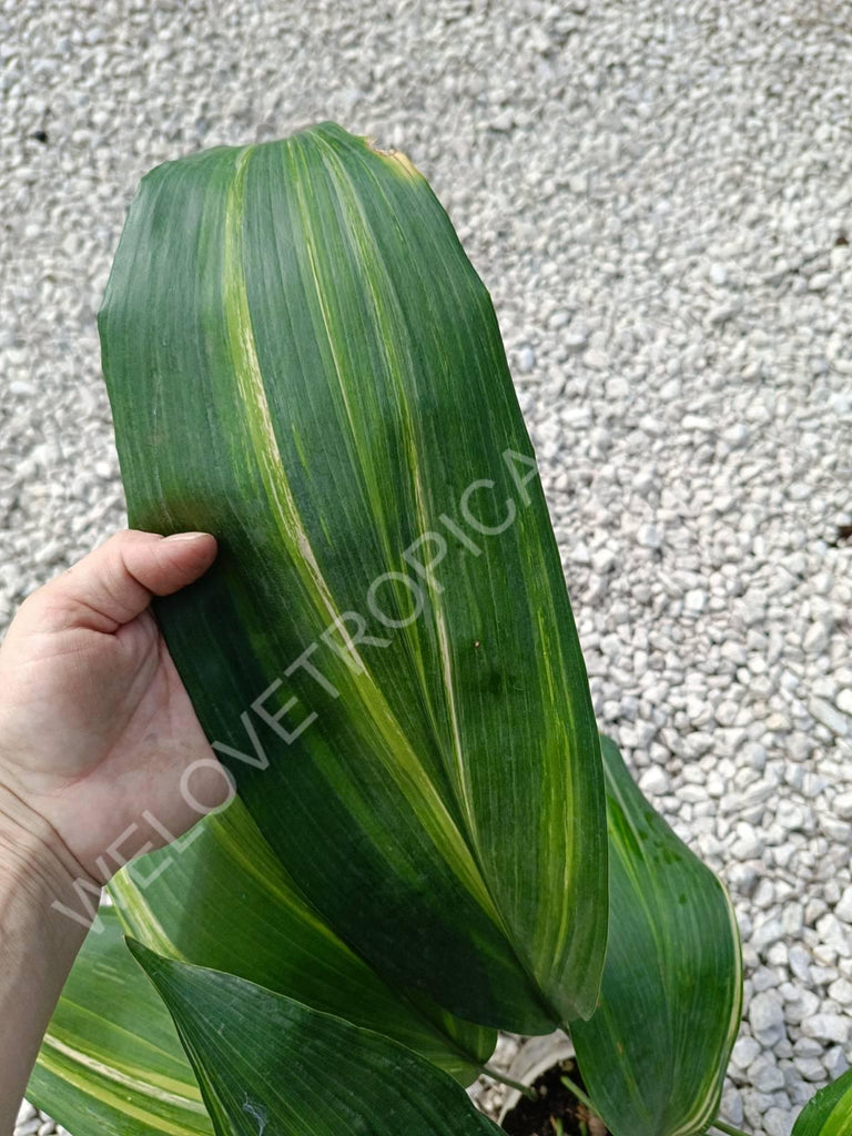 Aspidistra elatior variegata