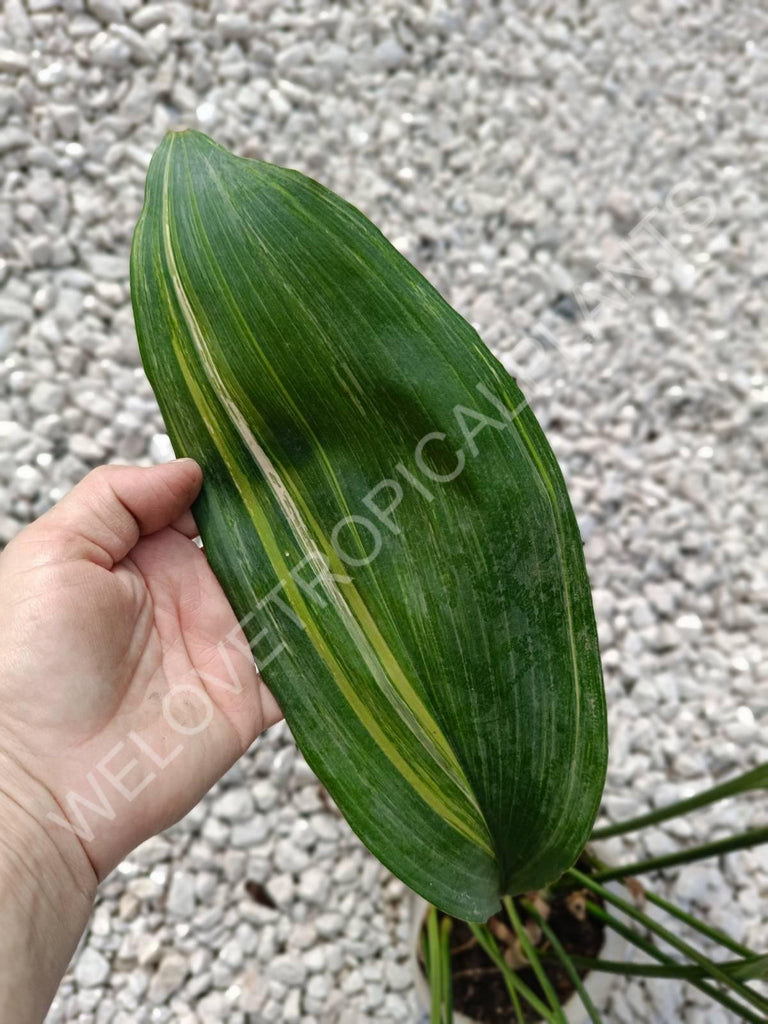 Aspidistra elatior variegata