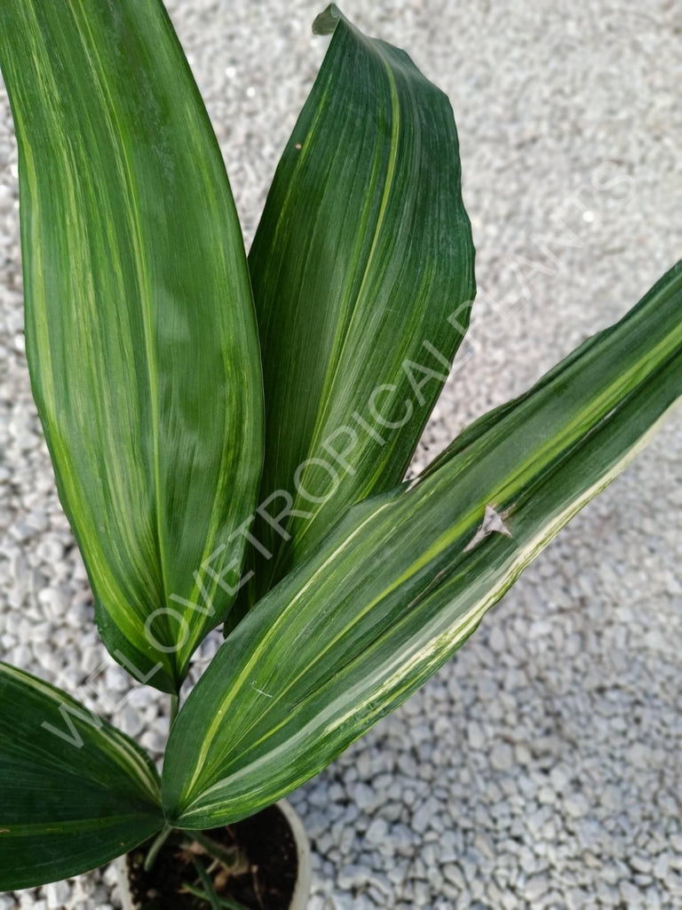 Aspidistra elatior variegata