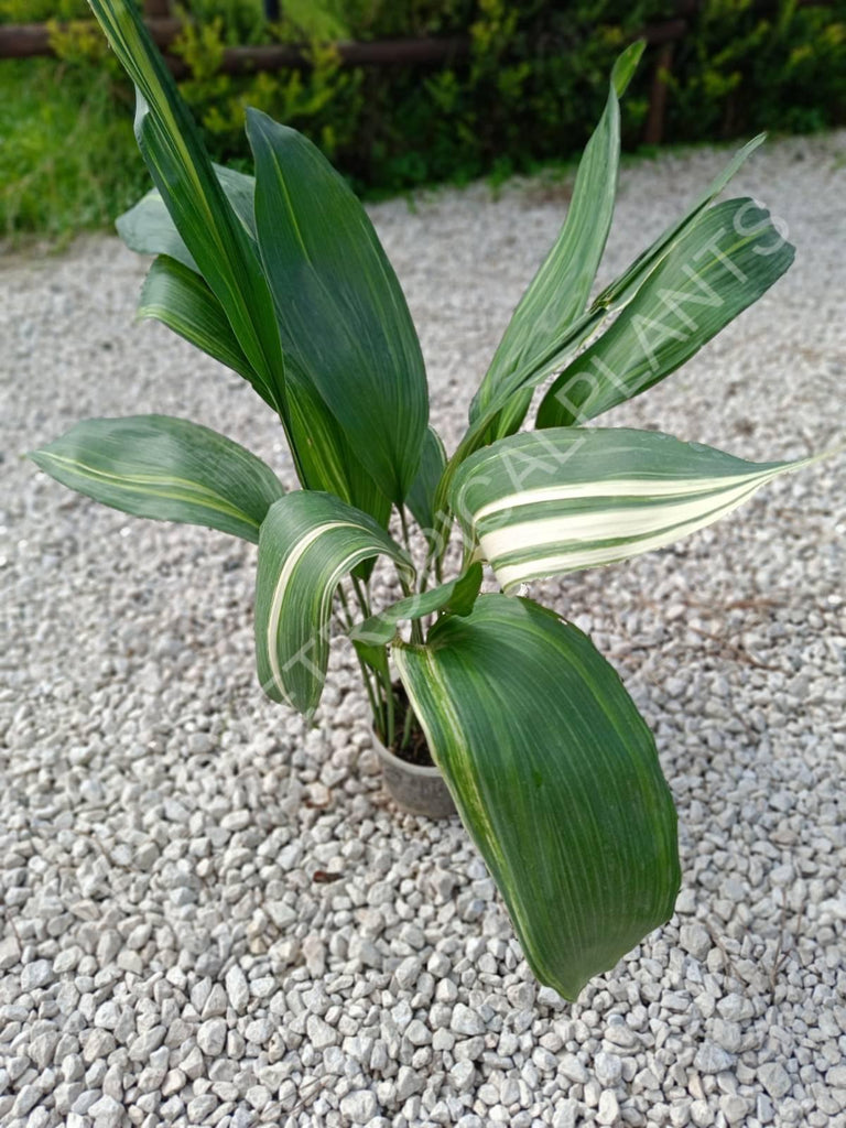 Aspidistra elatior variegata