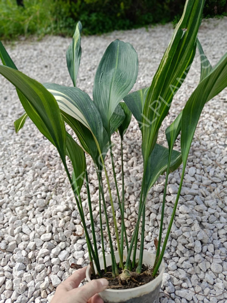 Aspidistra elatior variegata