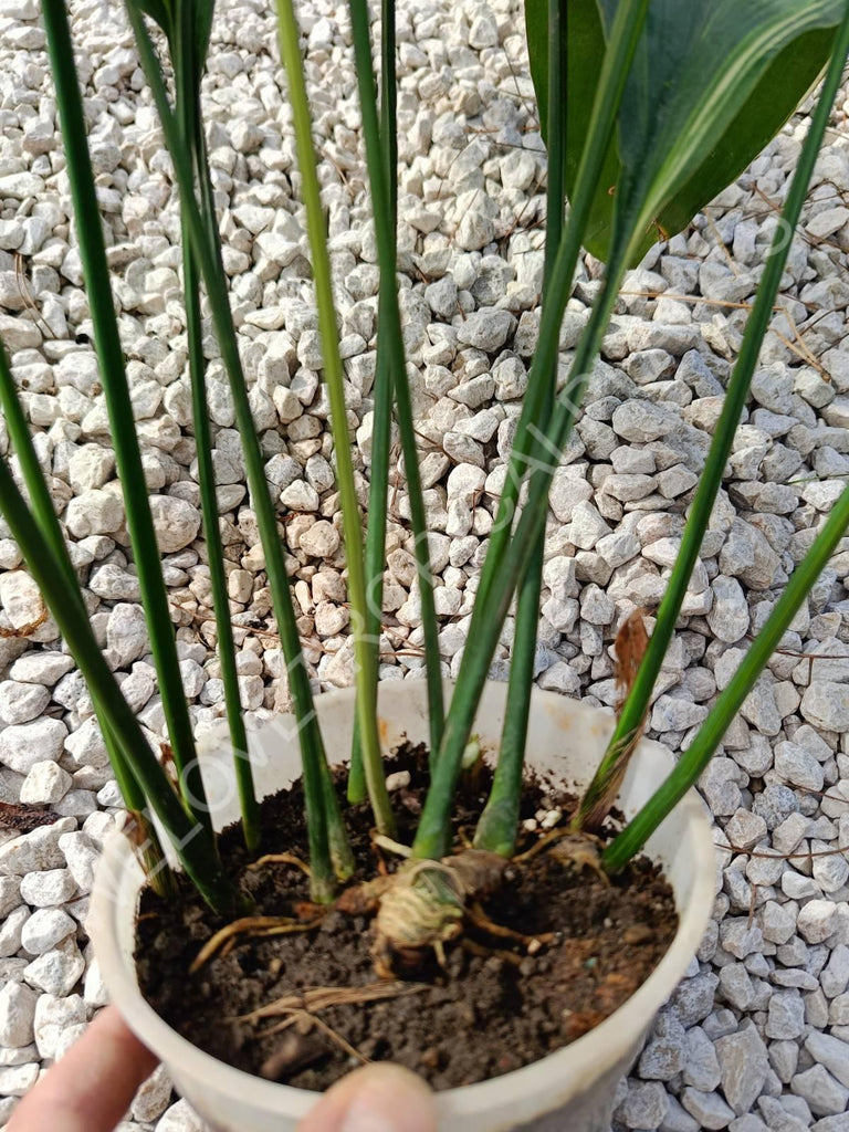 Aspidistra elatior variegata