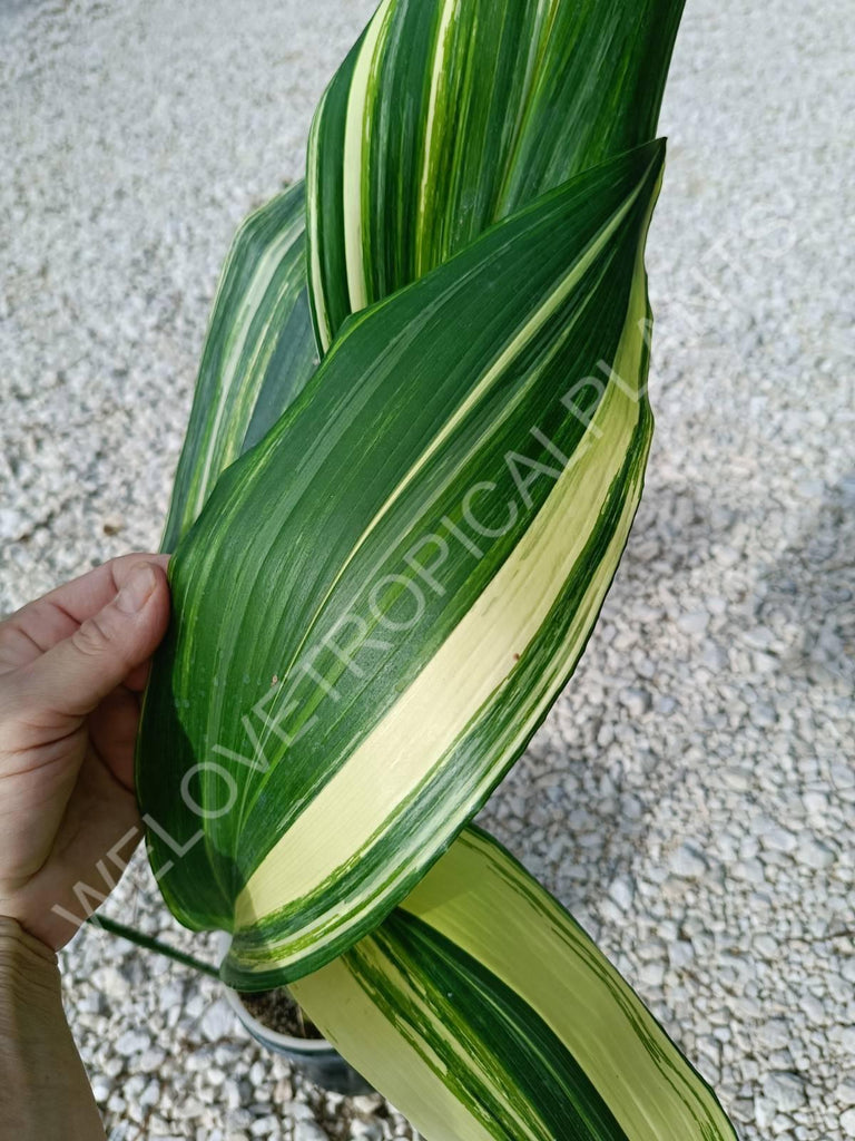 Aspidistra elatior variegata