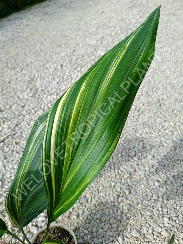 Aspidistra elatior variegata