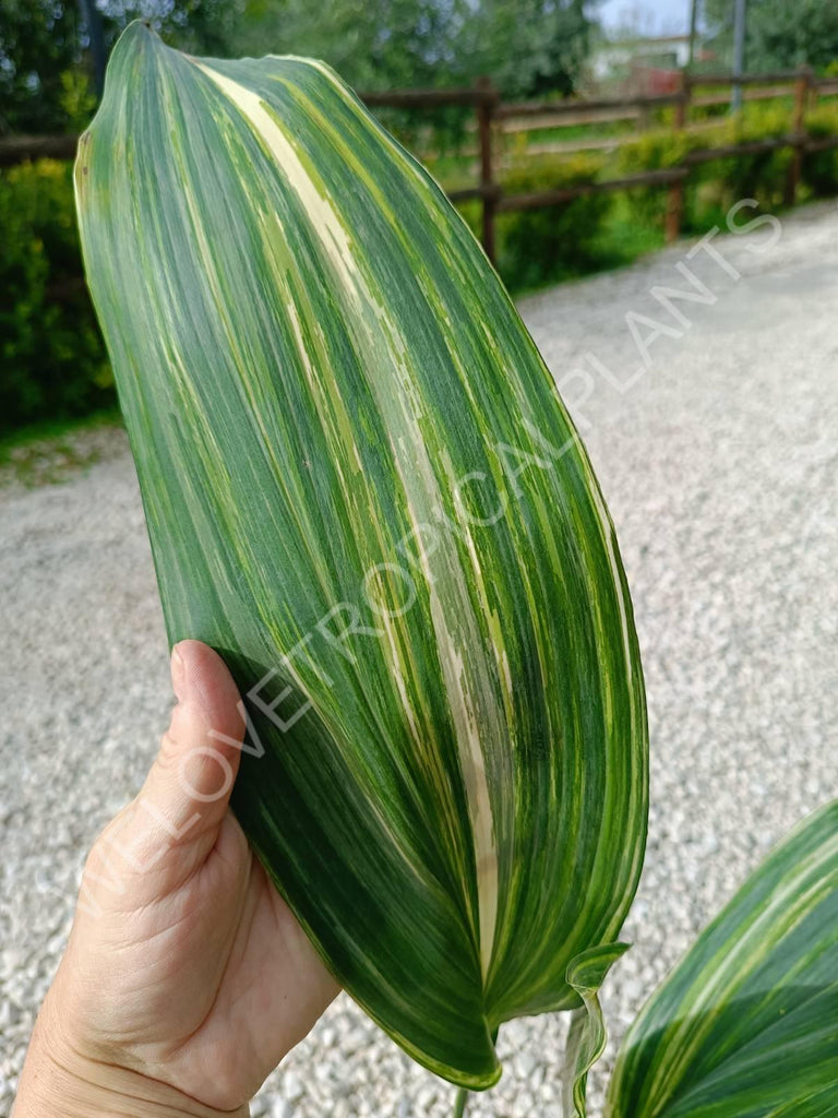 Aspidistra elatior variegata