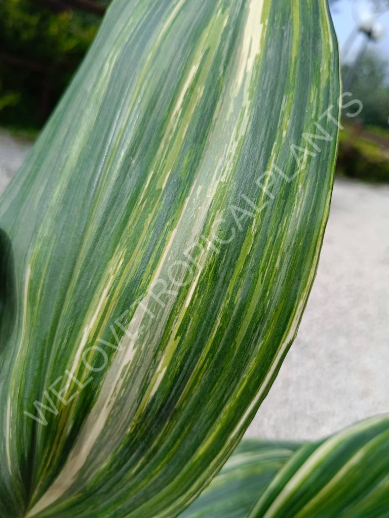 Aspidistra elatior variegata