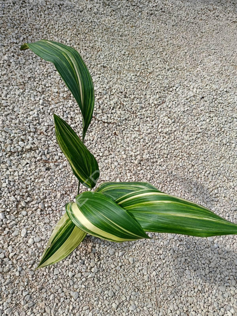 Aspidistra elatior variegata